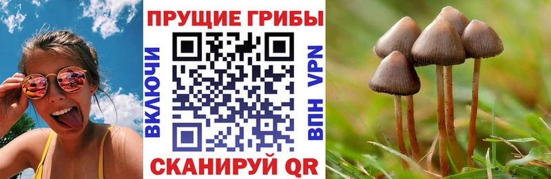 omg ссылки Нерчинск Псилоцибиновые грибы Psilocybe